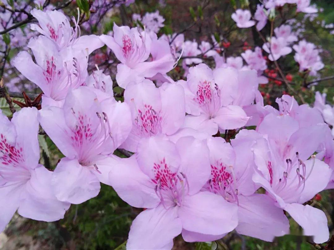 大开了,南阳银树沟万亩七彩杜鹃花海已全面绽放,进入盛花期!