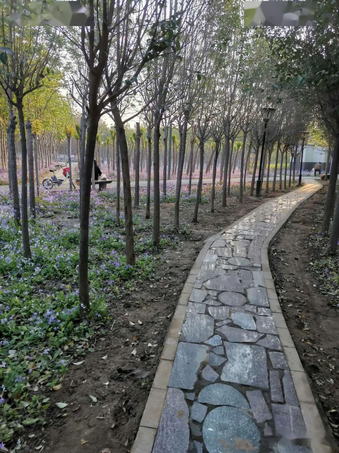 无极县希望公园,早上谁来过