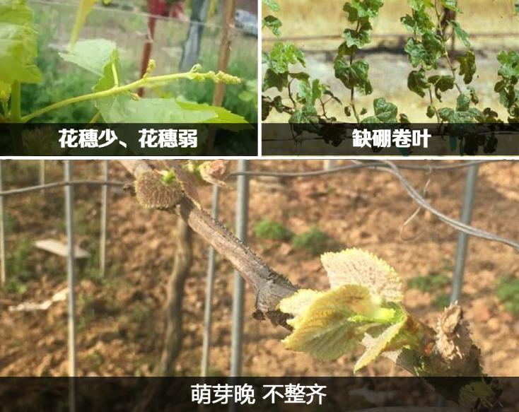 如何用水溶肥且看葡萄用肥分析不同阶段能起到什么作用