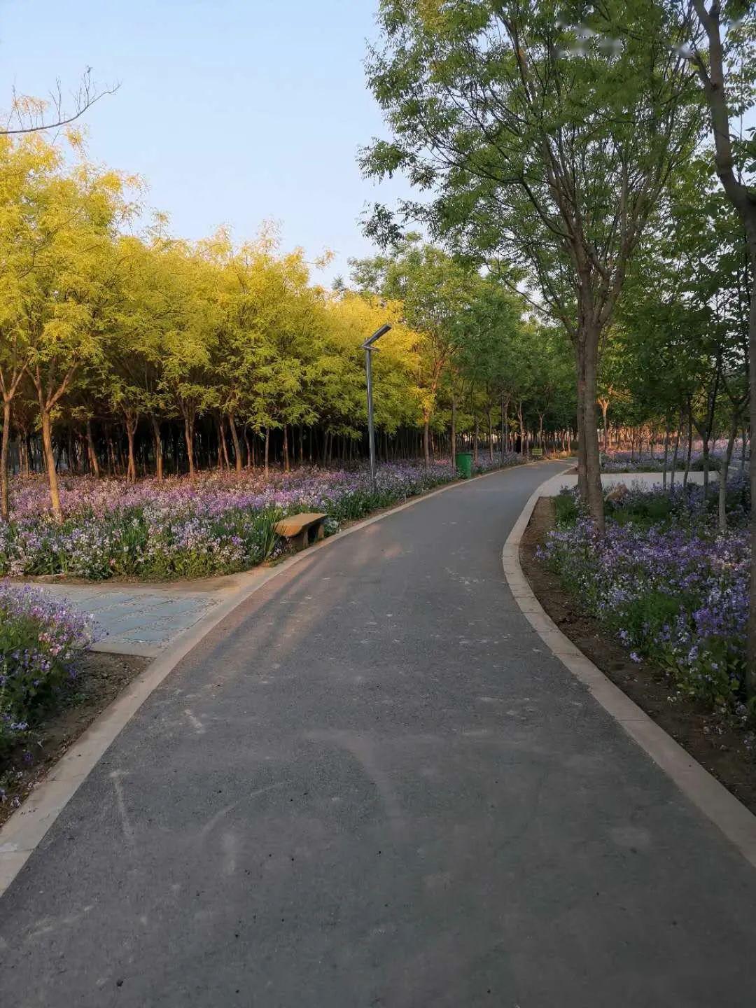 无极县希望公园,早上谁来过