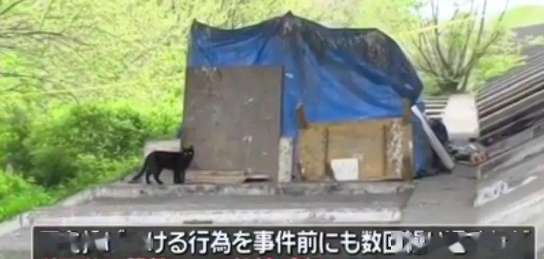 日本喂流浪猫的老爷爷，被几名虐猫的大学生活活打死