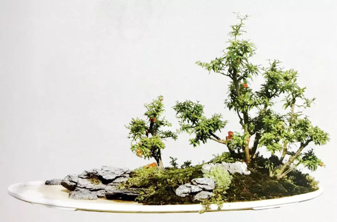 六款水旱式树石盆景哪款是你喜欢的台长就为你献上哪款秘笈