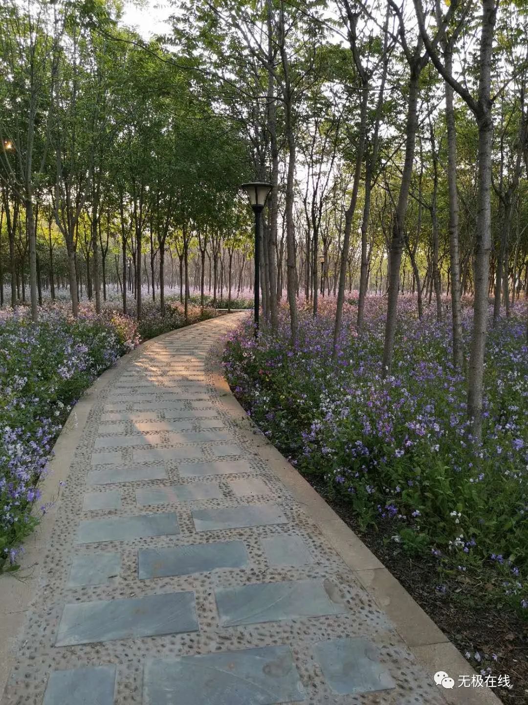 无极县希望公园,早上谁来过