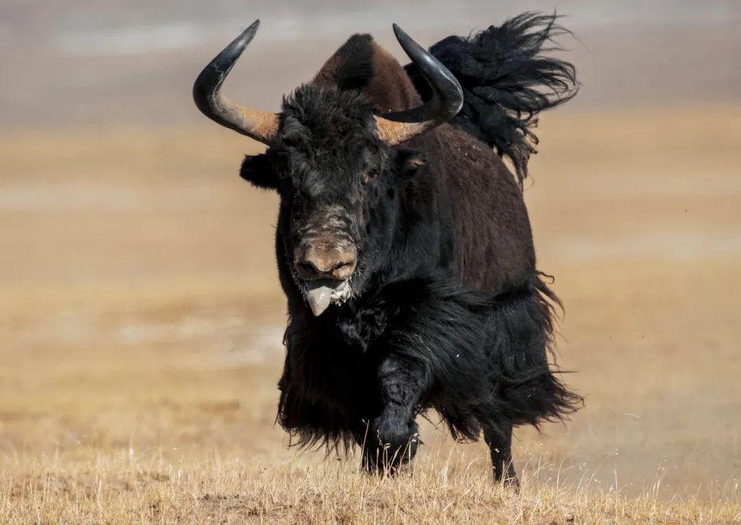 牦牛奔跑速度图片