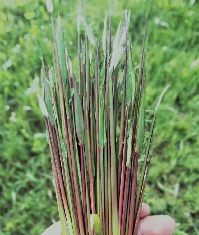 除了那柔柔的毛葱,就是牙碰了.牙碰学名大约属于野月季,蔷薇之类的.