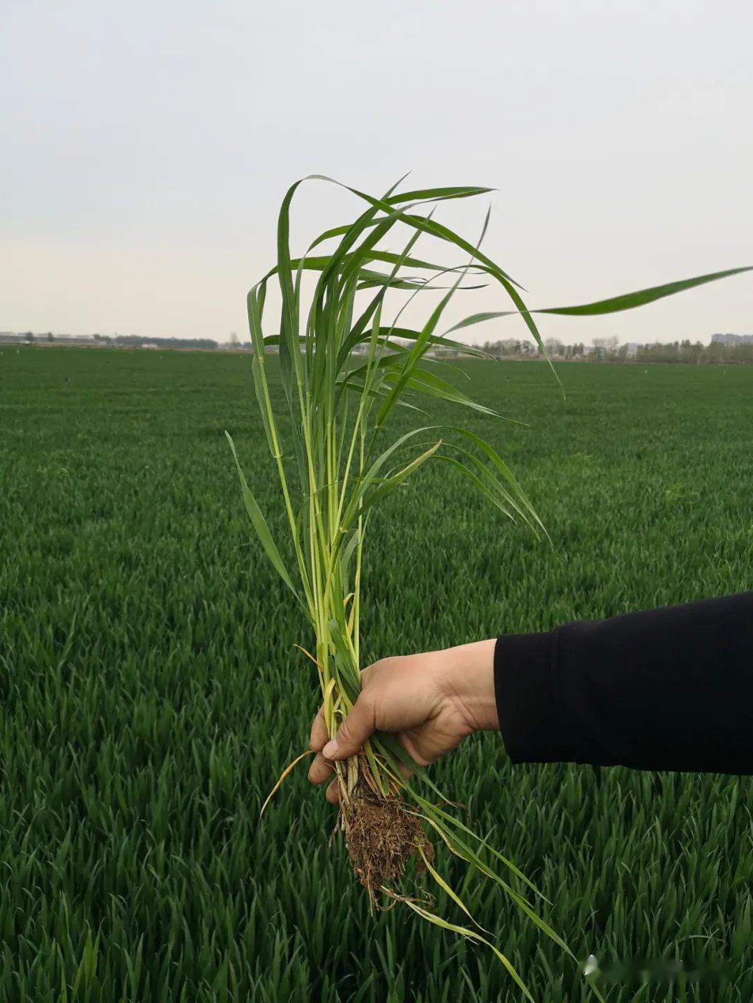 这种野麦子在小麦成熟时极易辨别.当下麦田出现的新野麦子