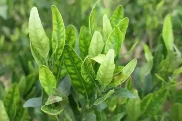 作物缺素典型症状图超级实用