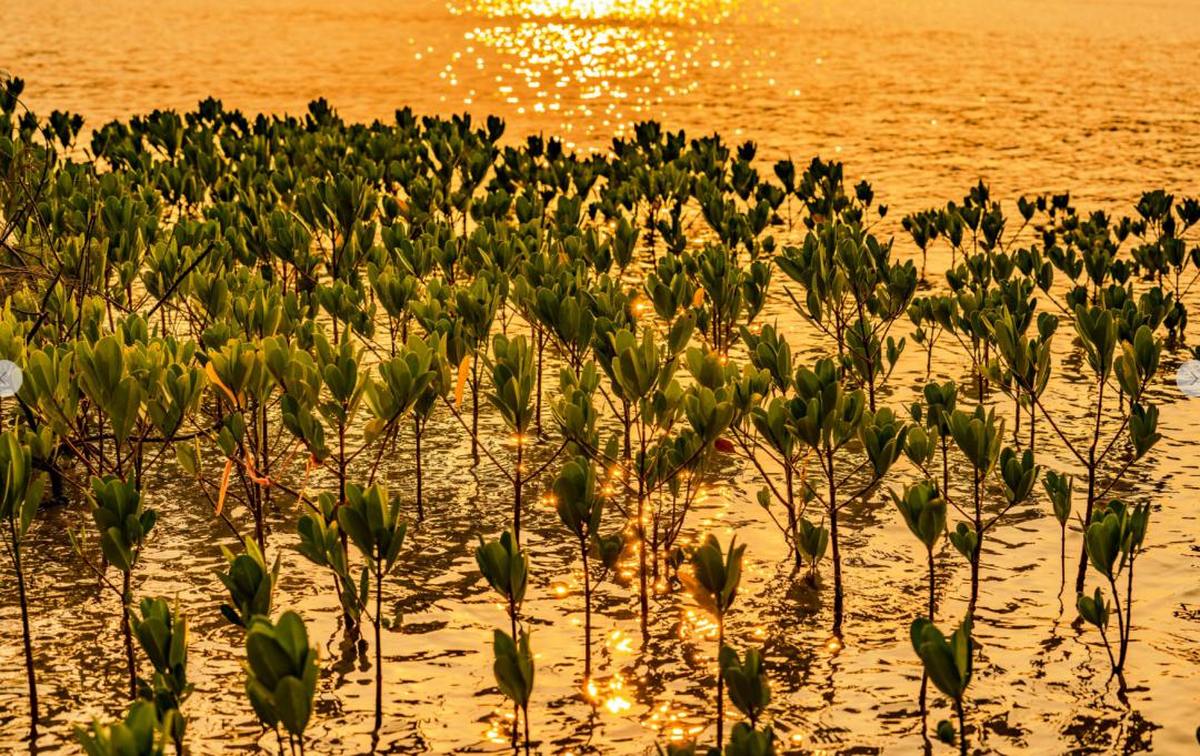 坝光自然学校开学啦第一期红树宝宝认养课