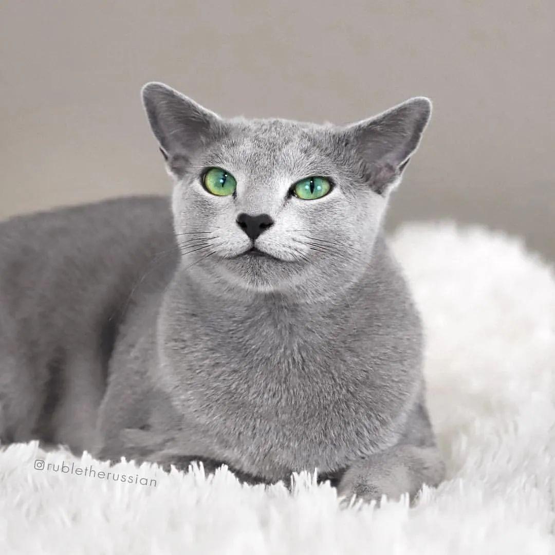 这只俄罗斯蓝猫天生自带上扬嘴角人称微笑小绅士爆红ins