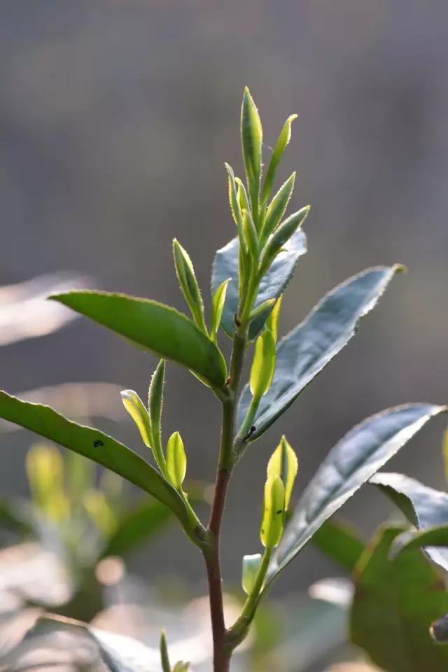 干货分享辨析普洱茶的酸甜苦涩个中滋味