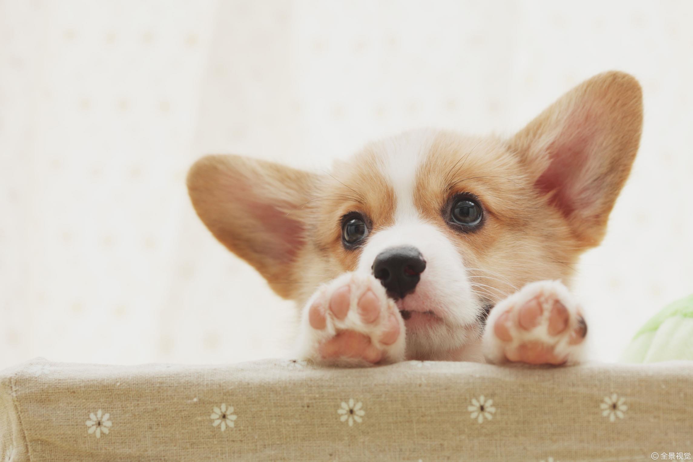 如何挑选小奶狗?教你从这几个方向判断,选出最适合你的小奶狗