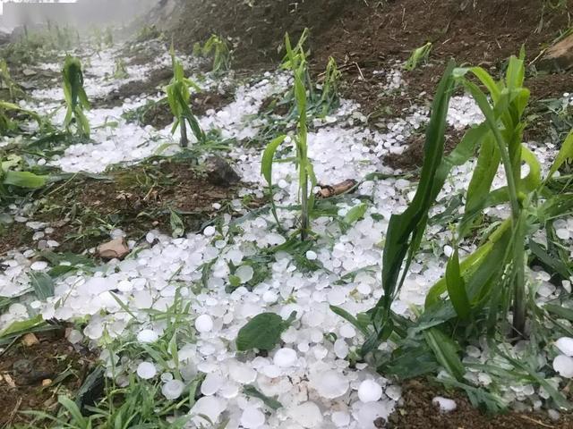 霜凍未平冰雹又來了陝西甘肅雲南又傳來壞消息