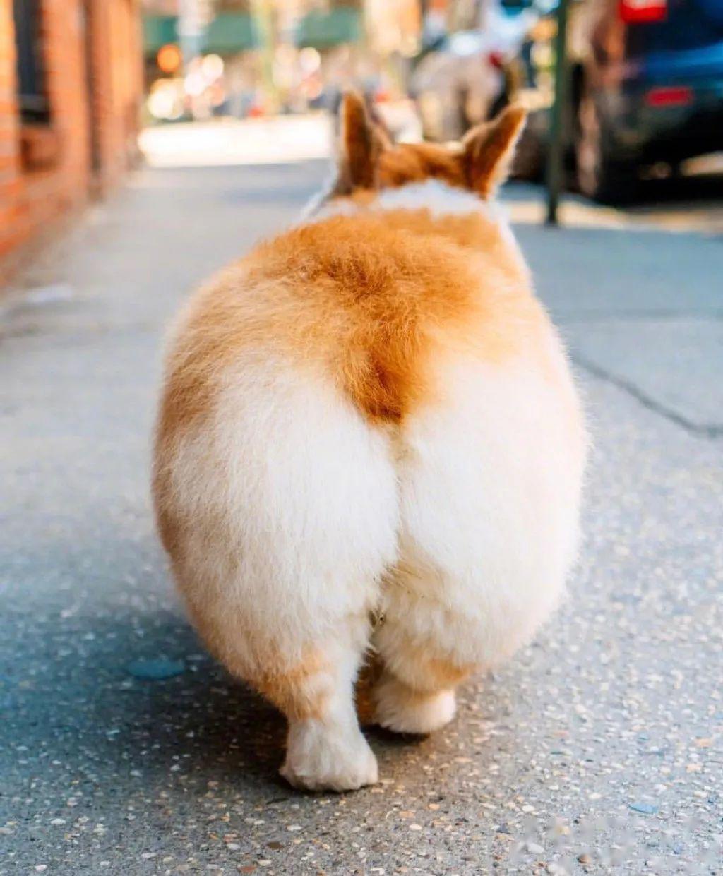 柯基屁屁爱好者必看:感受下被柯屁治愈的幸福.