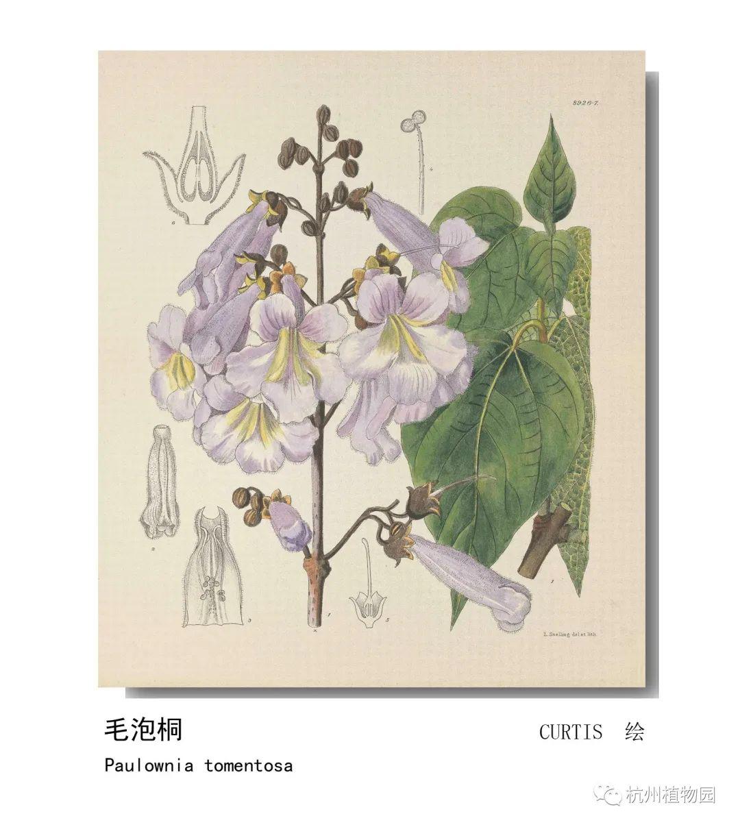 lian影响世界的中国植物2020年博物绘画全国巡展杭州植物园站四