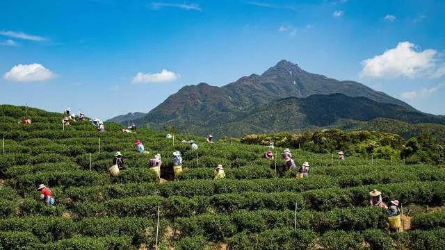 广东十大茶乡之怀集洽水新岗红茶成广东名牌红茶