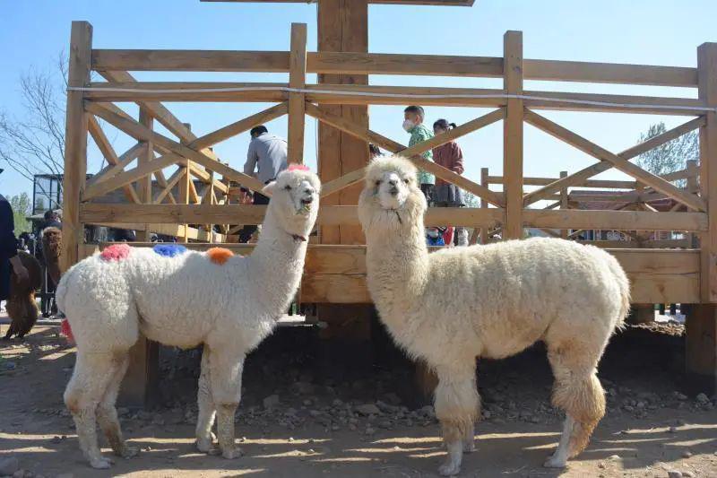 五一假期衡水野生动物园游玩攻略