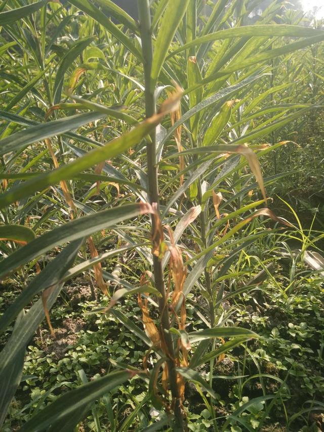 百合根腐病的初期病害表现症状及防治方案