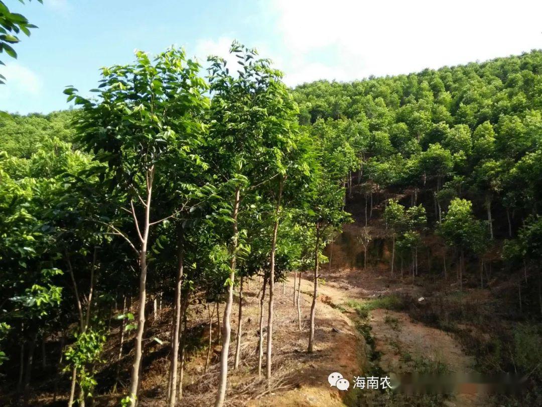 行业动态我省利用科技力量加快沉香产业发展沉香不必沉年日常用品吃香
