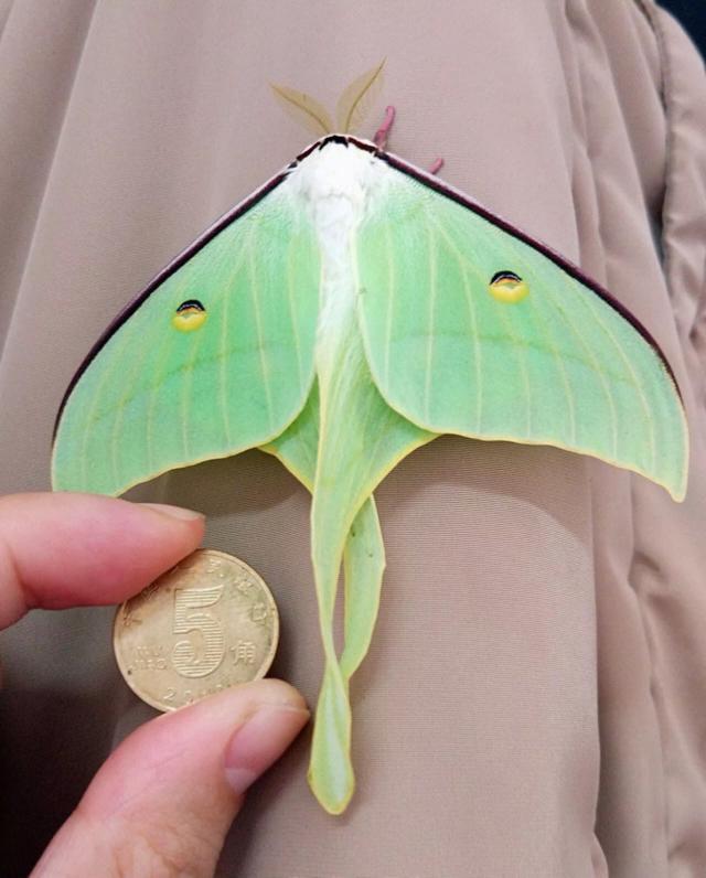 观察笔记 | 人间历劫的"糖宝"