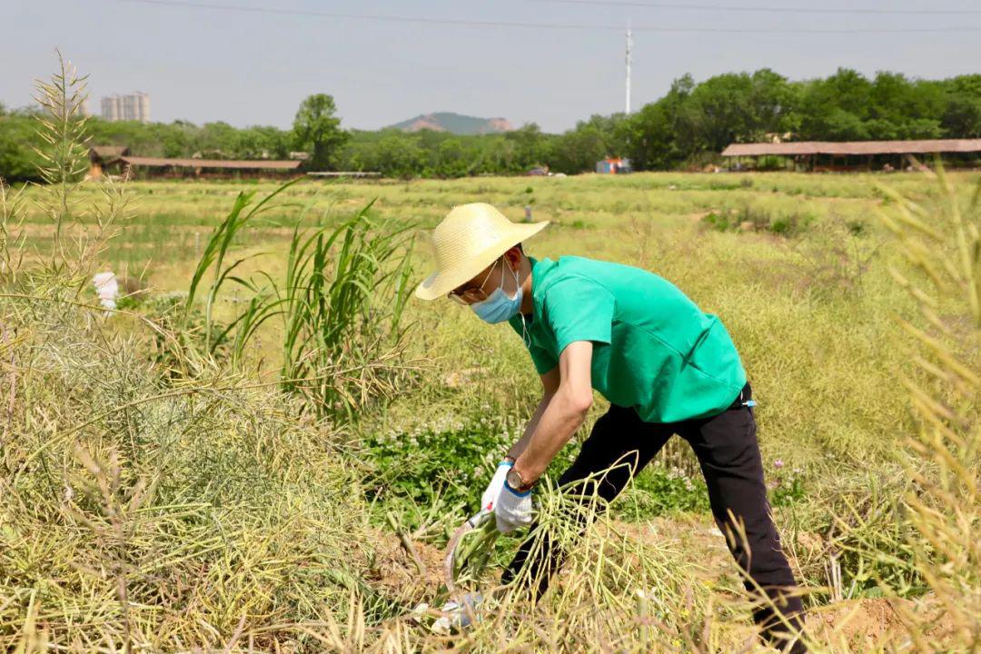 武汉独家多亏油菜花谢了才有这个好玩又好香的活动