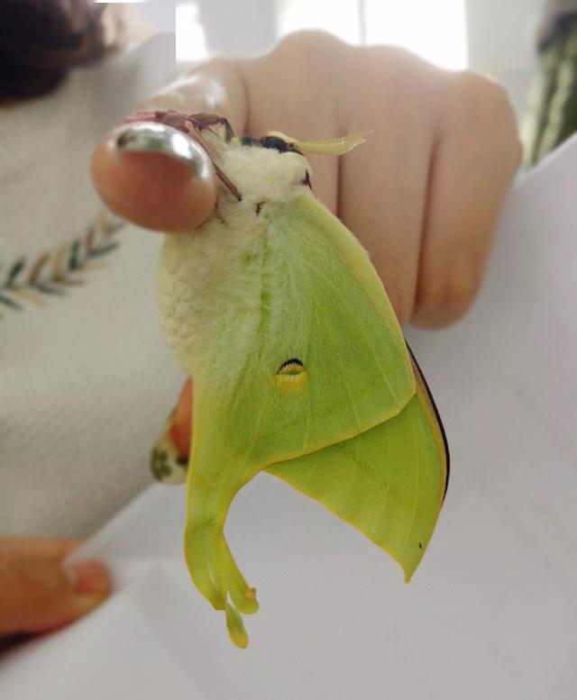 观察笔记 | 人间历劫的"糖宝"