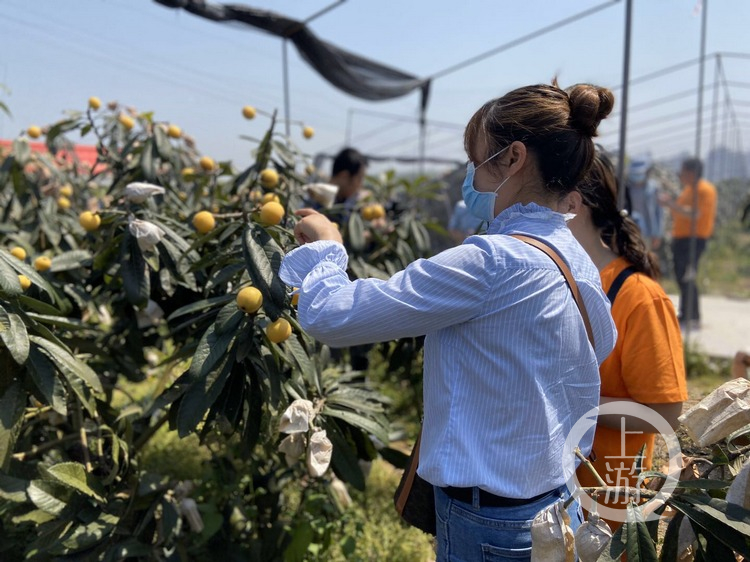 重庆人游重庆 | 又到"金果"飘香季,合川邀市民五一来过批杷节_枇杷