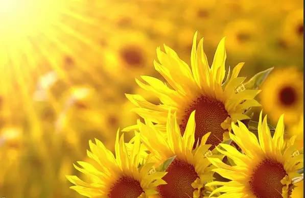 ②每天醒来,面朝阳光,努力向上,相信日子会变得单纯而美好.