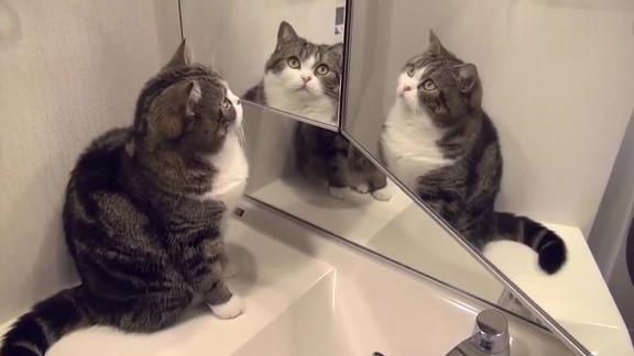 猫咪第一次照镜子看到自己的胖样子开始不淡定了