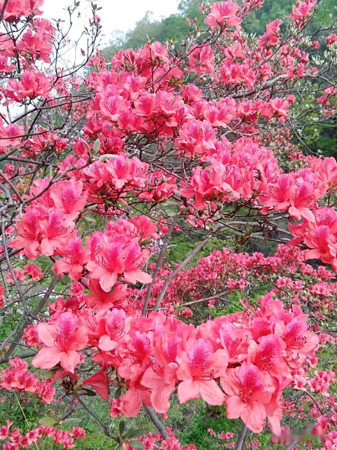 大开了,南阳银树沟万亩七彩杜鹃花海已全面绽放,进入盛花期!