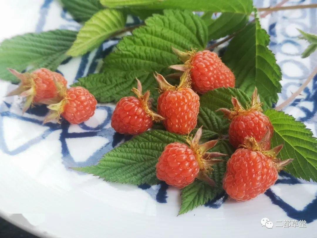 时候,春天顶要紧的有三桩事情看它辣么虔诚,我和妞妞把最嫩的桑叶给它