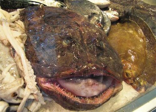 原创爱吃鱼聪明人专买这4种便宜又营养关键是目前没有人工养殖