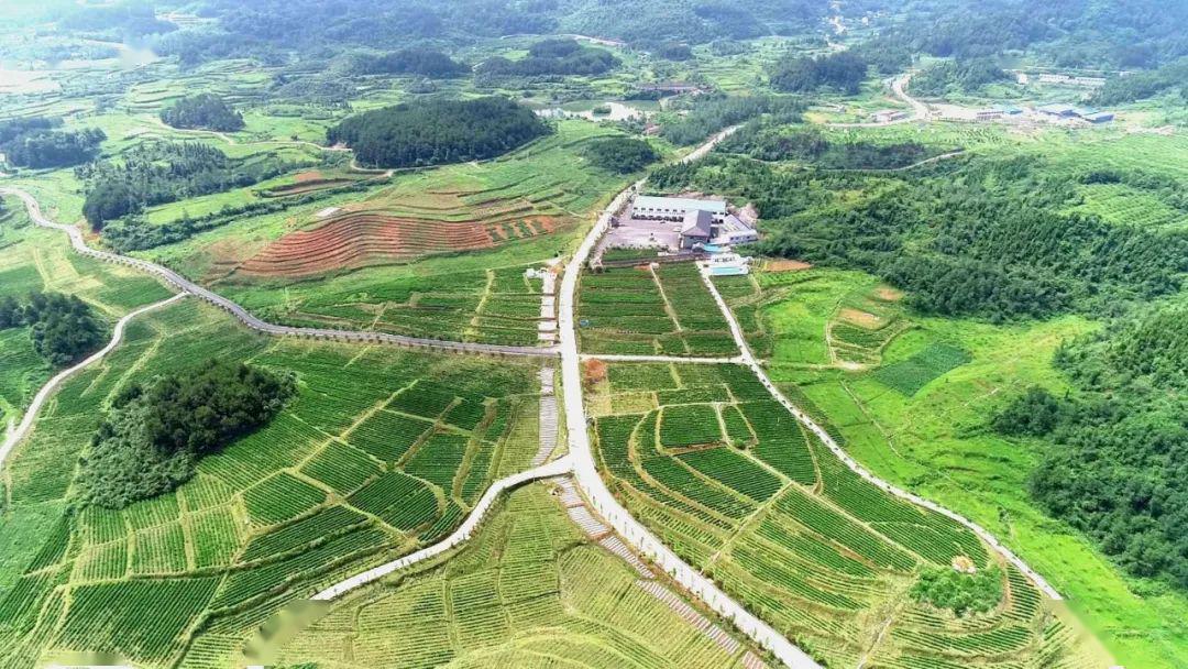 花垣县石栏镇万亩黄金茶基地龙山县红岩溪镇肖家坪茶农在基地采摘茶叶