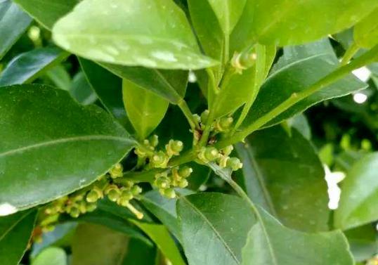 柑橘坐果难是因为3个原因做到这几项果满压枝头