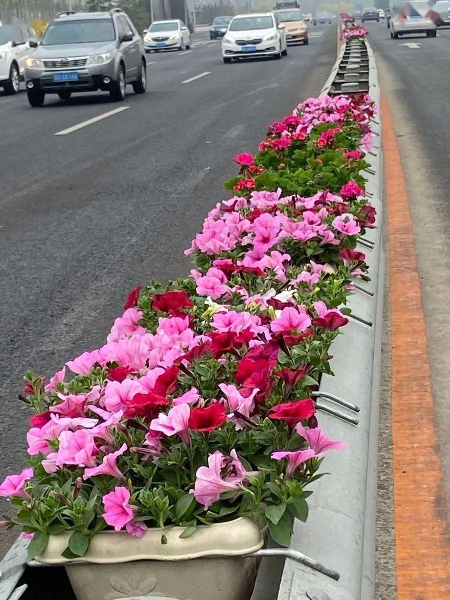 大连鲜花"路"放!