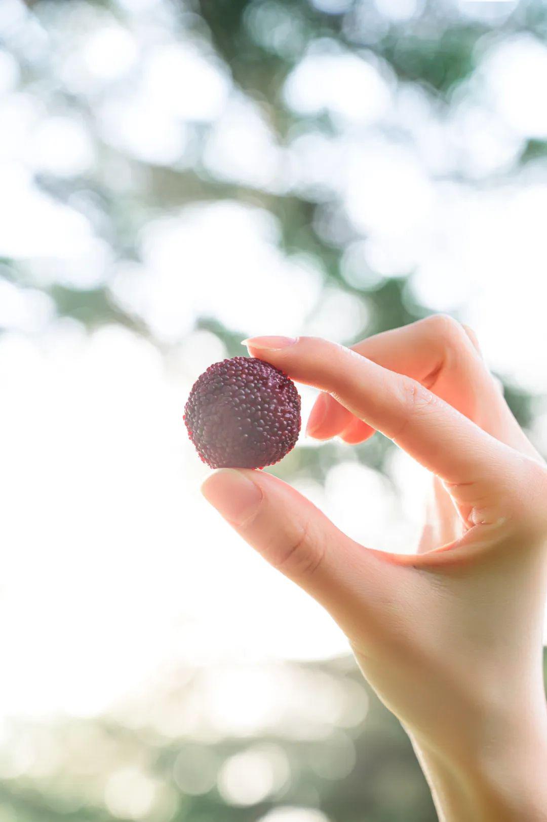 错过再等一年!_杨梅