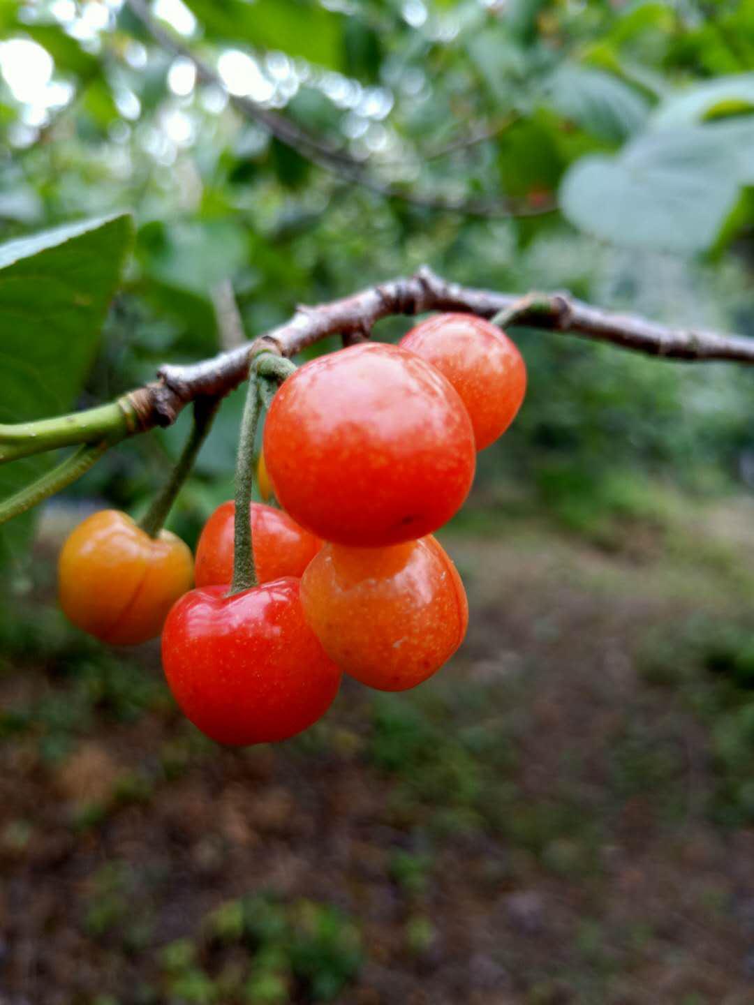 这个五一不远游,本地樱桃与你邂逅