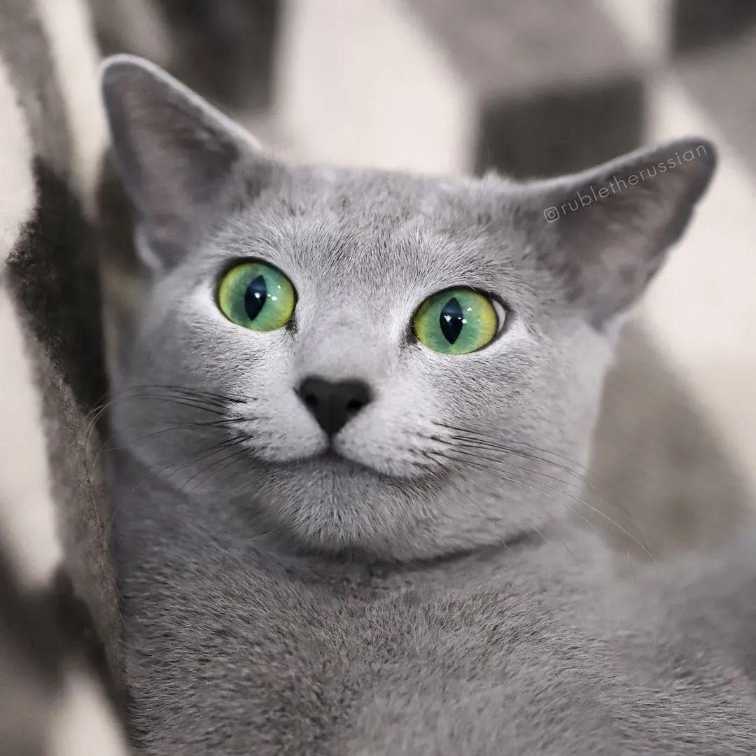 这只俄罗斯蓝猫天生自带上扬嘴角人称微笑小绅士爆红ins