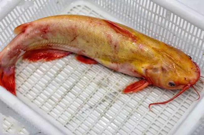 这种养殖塘20元一斤的鱼本地钓友它叫红鲨