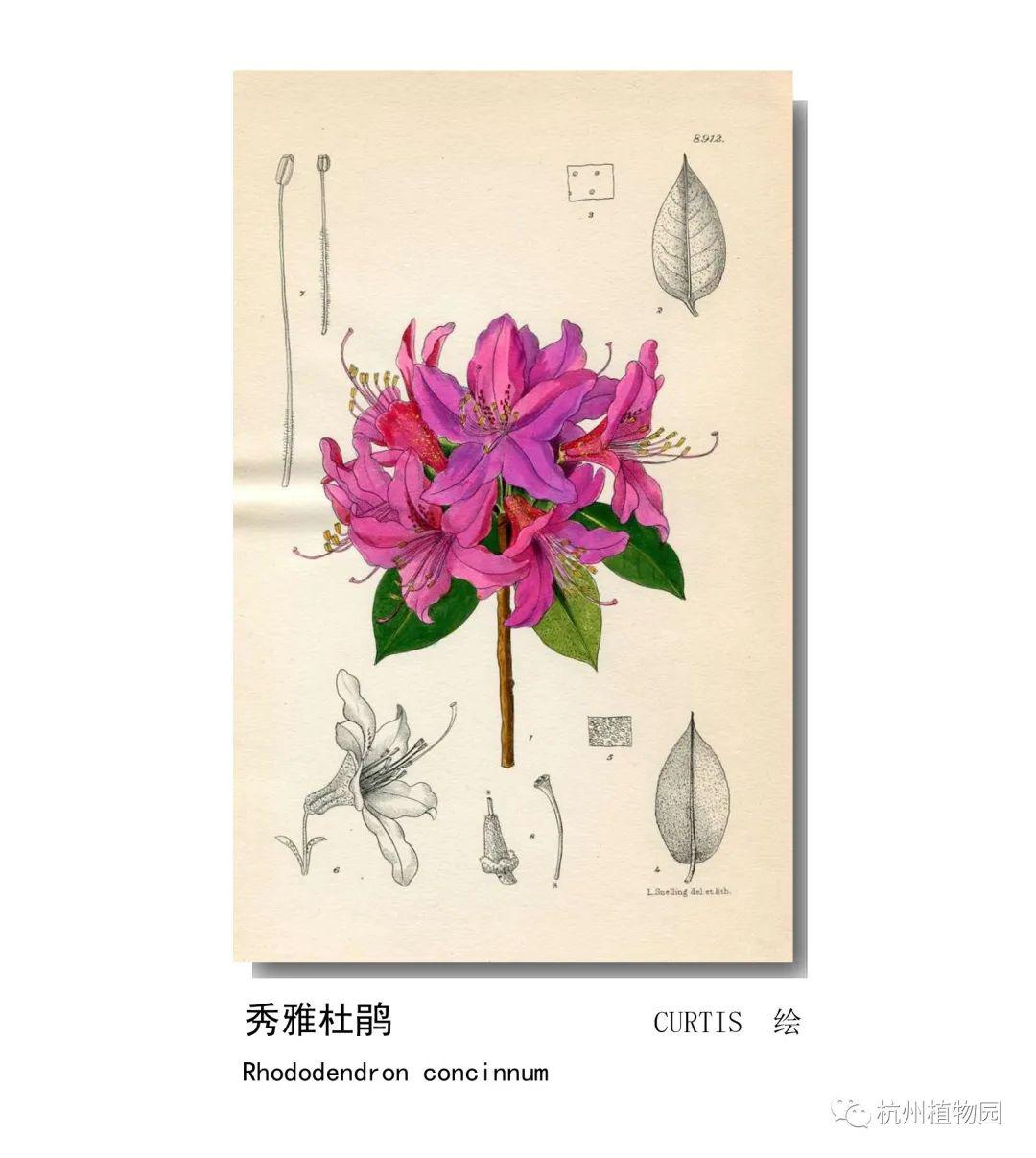 lian影响世界的中国植物2020年博物绘画全国巡展杭州植物园站四