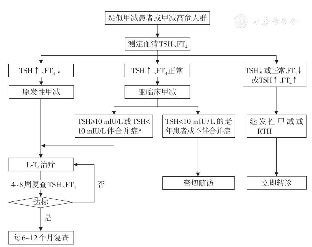 甲状腺激素分泌流程图图片