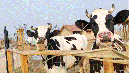 没想到魔都周边竟藏着这样一个有意思的海岛农场!