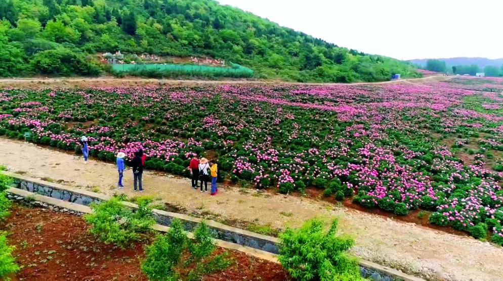 花台山:千亩花海盛开,静待游客赴约_京山
