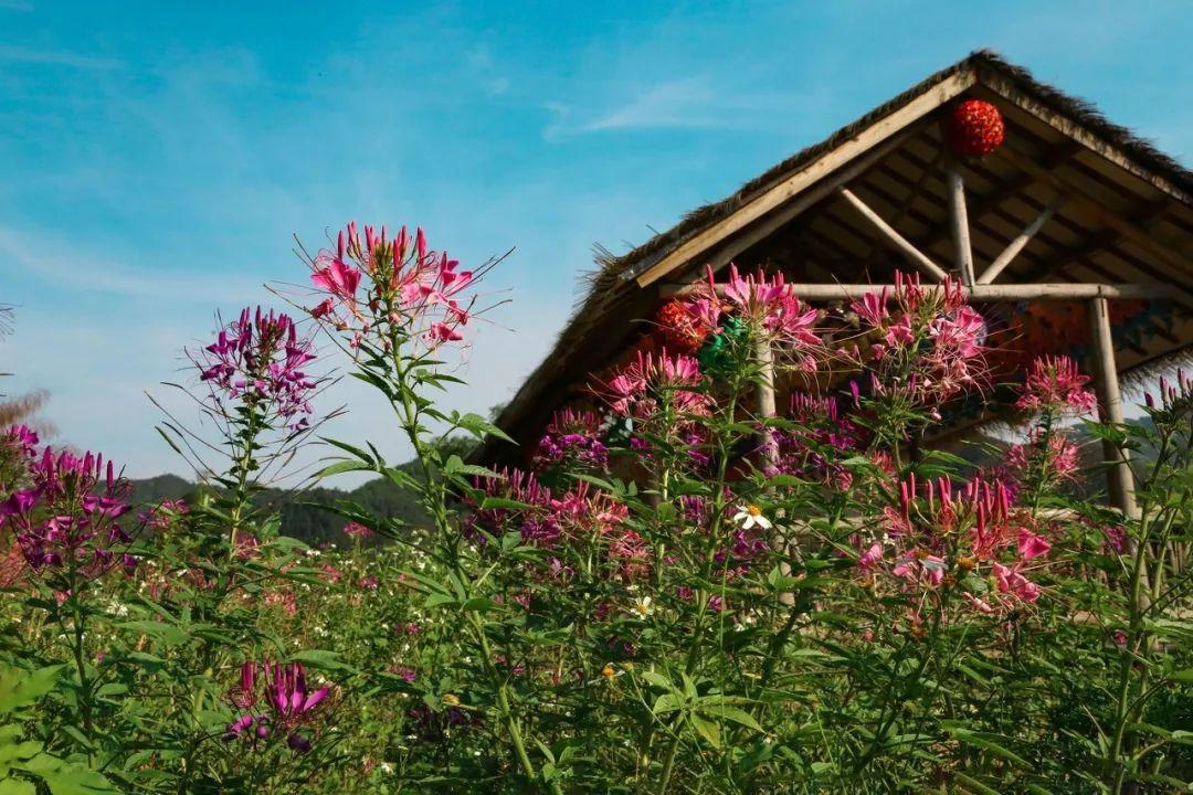 超好看近百亩花海惊艳来袭就在清远这个地方