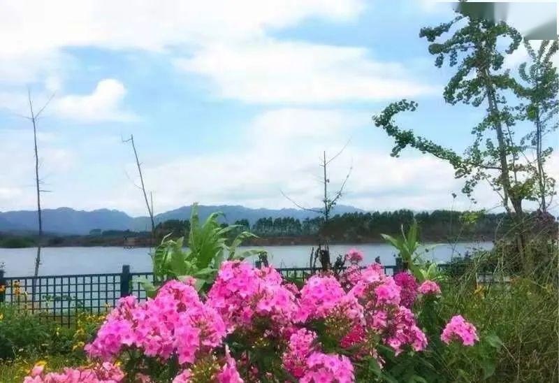 玫瑰花开5月3日特价30元永福香巴拉湖畔玫瑰庄园中央公园纯玩一日游