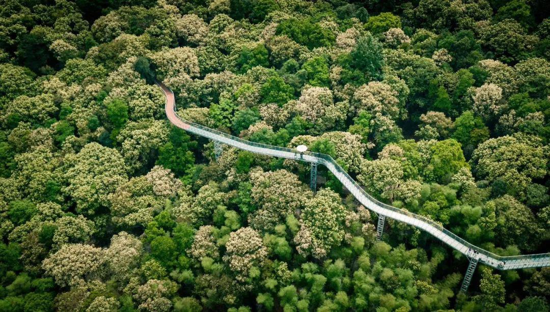 安全有序乐游丫山