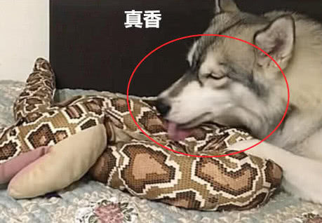 二哈抱着蟒蛇狂舔主人看后吓呆了二哈表情却一脸不屑