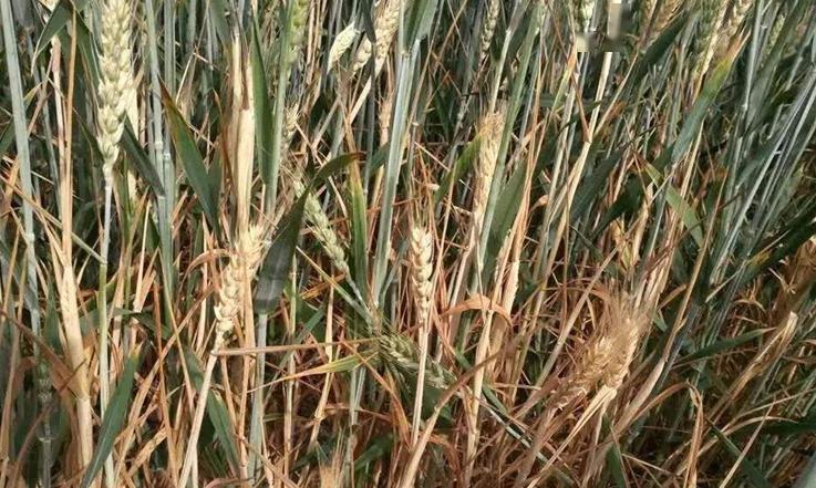 气温持续升高这种导致小麦严重减产的病害或将大爆发