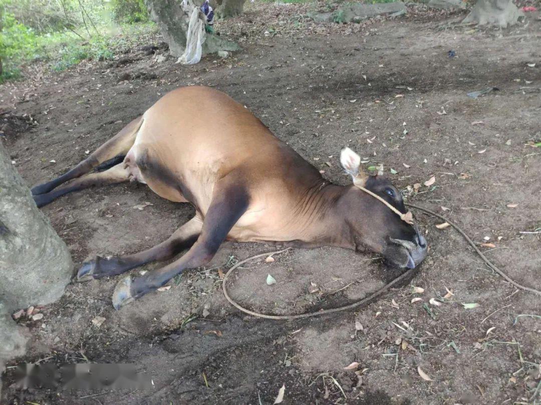 叔恶潮汕一农户四头牛一天之内死了两头疑似中毒