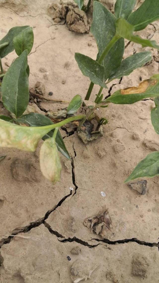 半夏叶枯死棵怎么办如何防治