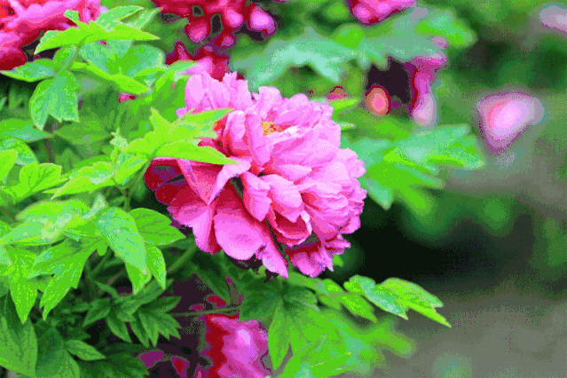 芍药花(2013年4月25日)花开时节显姿色,独树一帜领风骚有牡丹必有芍药